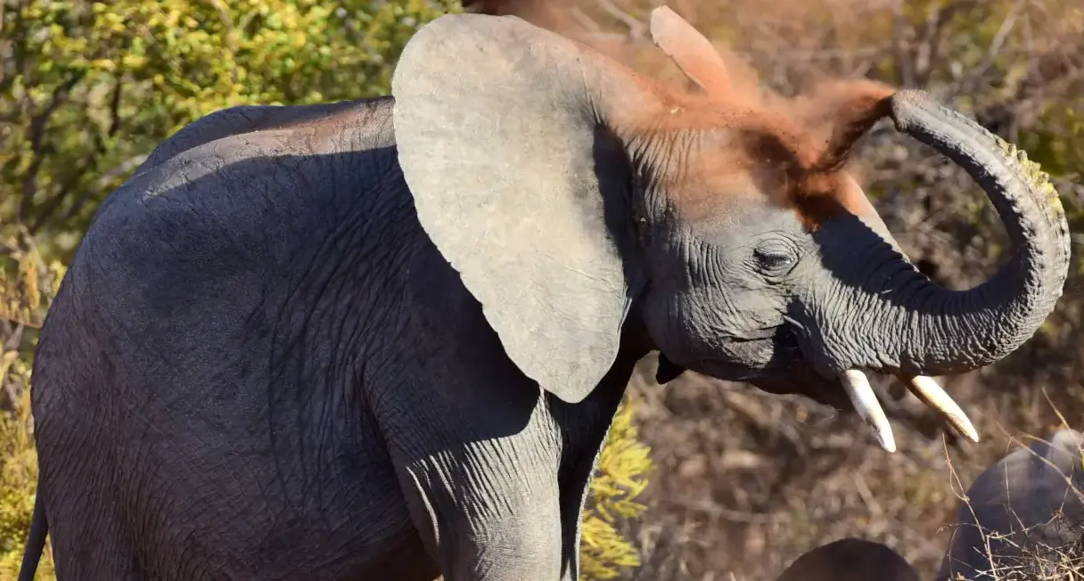 Young elephant enjoying a dust bath