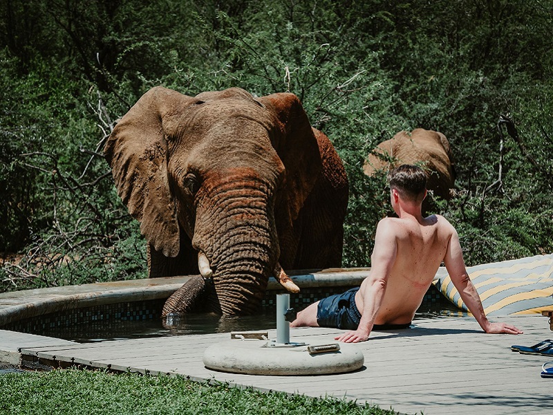 Elephant drinking from the pool at Mbazo 