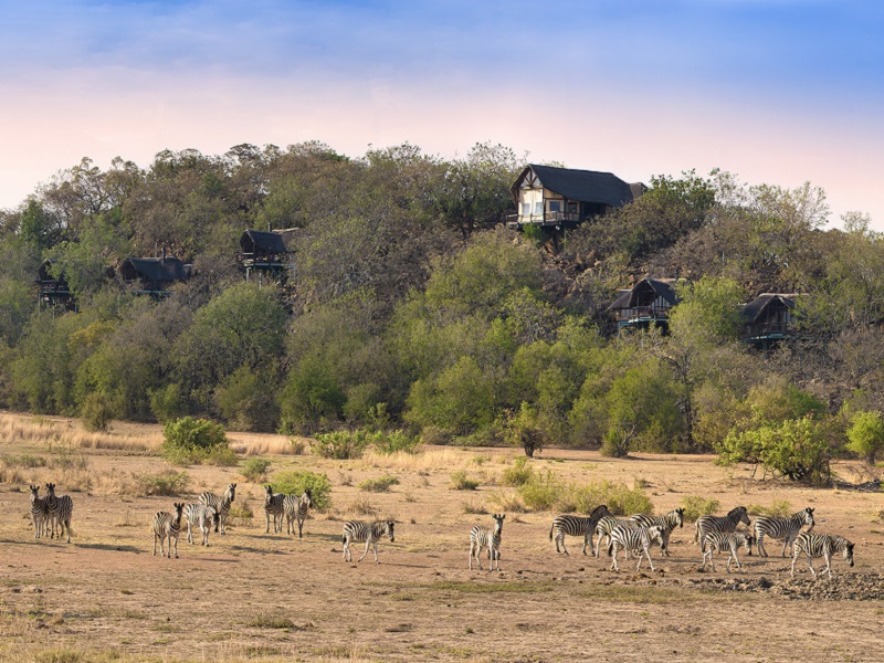 Wildlife at Tshukudu Bush Lodge 
